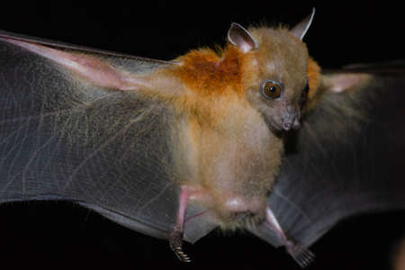 Greater Shortnosed Fruit Bat are sleeping in the cave hanging on the ceiling period middayの写真素材