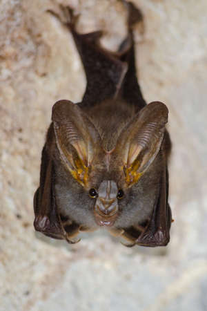 esser false vampire bat  are sleeping in the cave hanging on the ceiling period middayの写真素材