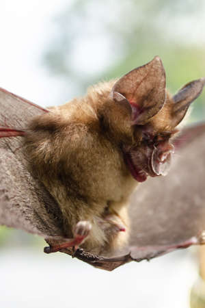 Blyth's Horseshoe Bat  are sleeping in the cave hanging on the ceiling period middayの写真素材