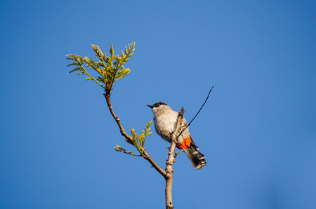 the bird perched on a branch to wait a prey passの写真素材