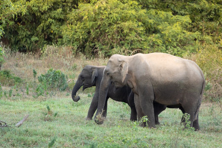 The asian elephant is big five mammal in Thailand. it is wild animal and is in lowland habitat. In the group have adult male and female .の写真素材