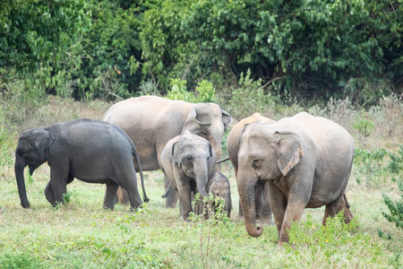 The asian elephant is big five mammal in Thailand. it is wild animal and is in lowland habitat. In the group have adult male and female .の写真素材