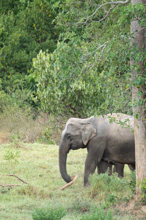 The asian elephant is big five mammal in Thailand. it is wild animal and is in lowland habitat. In the group have adult male and female .の写真素材