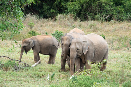 The asian elephant is big five mammal in Thailand. it is wild animal and is in lowland habitat. In the group have adult male and female .の写真素材
