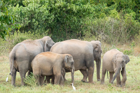 The asian elephant is big five mammal in Thailand. it is wild animal and is in lowland habitat. In the group have adult male and female .の写真素材