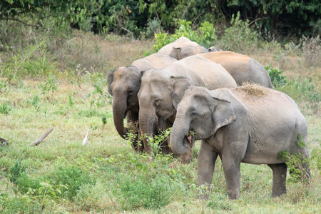 The asian elephant is big five mammal in Thailand. it is wild animal and is in lowland habitat. In the group have adult male and female .の写真素材