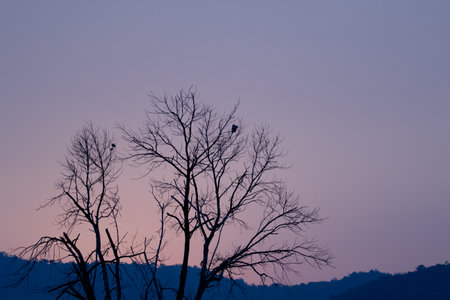 The sunset doing chang the many sky color and have seluate tree.の写真素材