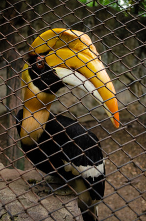 The bird is in the cage for people to visit the the zooの写真素材