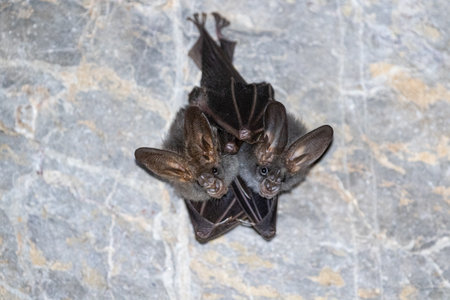 Bat are sleeping in the cave hanging on the celling period middayの写真素材