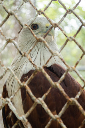 The bird is in the cage for people to visit the the zooの写真素材