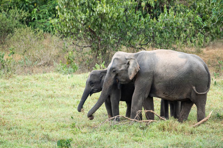 The asian elephant is big five mammal in Thailand. it is wild animal and is in lowland habitat. In the group have adult male and female .の写真素材