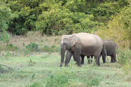 The asian elephant is big five mammal in Thailand. it is wild animal and is in lowland habitat. In the group have adult male and female .の写真素材