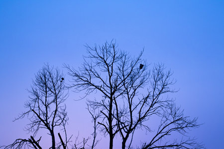 The sunset doing chang the many sky color and have seluate tree.の写真素材
