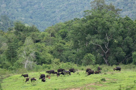 The guar is big five mammal in Thailand. it is wild animal looklike the cow and live in evergreen habitat.の写真素材