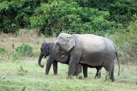 The asian elephant is big five mammal in Thailand. it is wild animal and is in lowland habitat. In the group have adult male and female .の写真素材