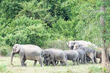 The asian elephant is big five mammal in Thailand. it is wild animal and is in lowland habitat. In the group have adult male and female .の写真素材