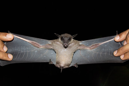 Bat are sleeping in the cave hanging on the celling period midday