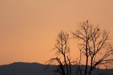 The sunset doing chang the many sky color and have seluate tree.の写真素材