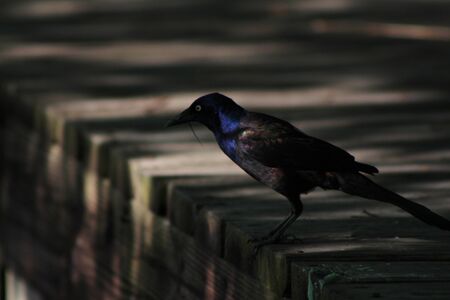 Grackleの写真素材