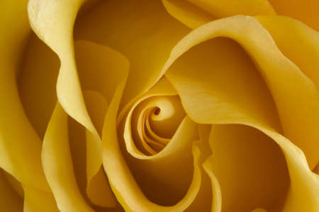 Yellow rosebudの写真素材