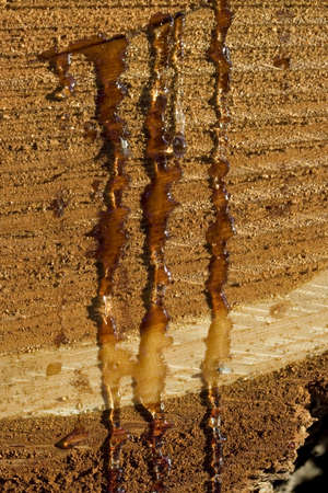 Bleeding woodの写真素材