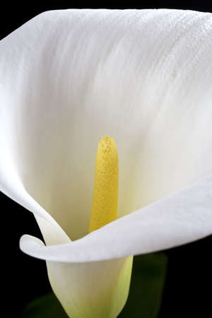 White callaの写真素材