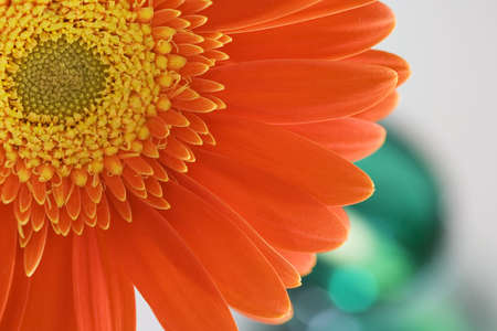 Gerber in vaseの写真素材