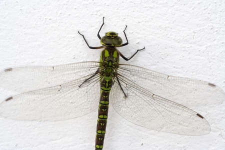 Dragonflyの写真素材