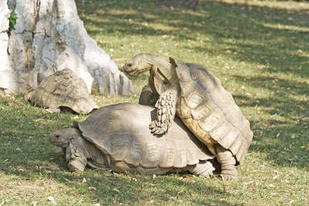 Tortoiseの写真素材