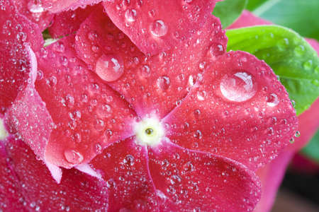 Wet flowersの写真素材