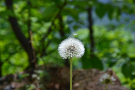 Dandelionの写真素材