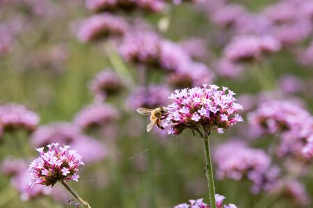 bee sucking nectar from a purple flower