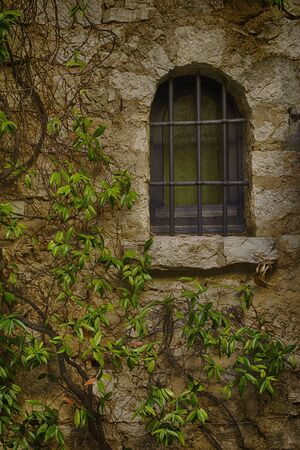 iron-grilled window with creeper plants on the wall