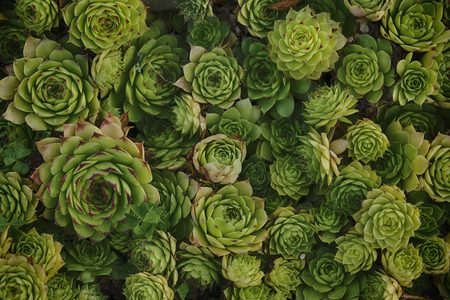 thriving succulent plants