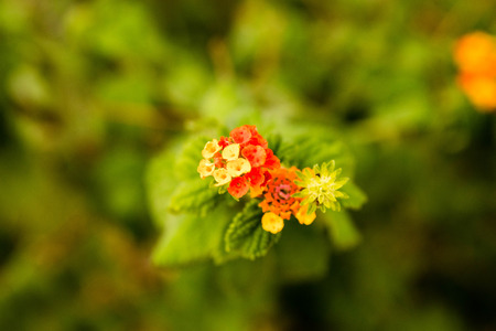 small multi colored flowers in a clusterの写真素材