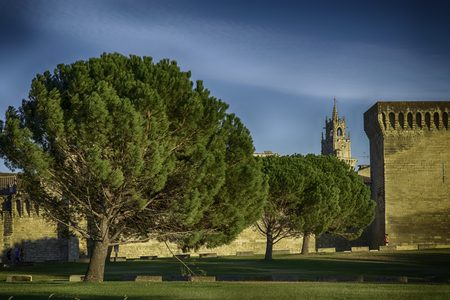 a tree outside the wall in Avignonのeditorial素材