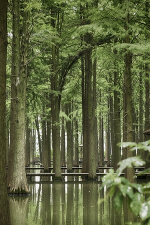 trees in waterの写真素材