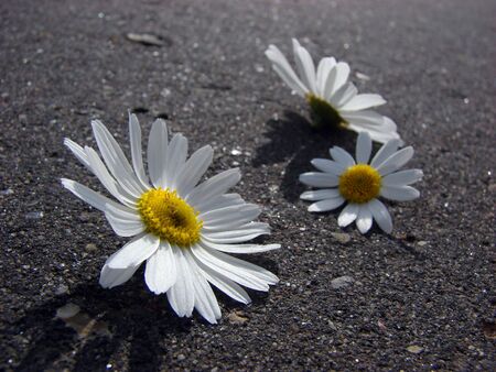 three camomiles on asphalt roadの写真素材