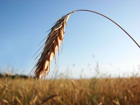 A ripe ear over the wheat field                               の写真素材