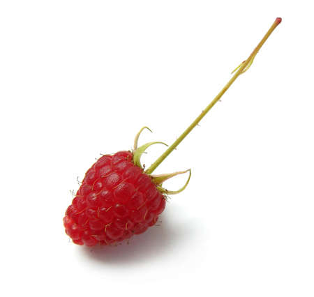 Raspberry with fruit stemの写真素材