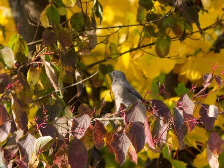 Sparrow on a branch with fall colorsの写真素材