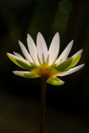 Lotus flower petals under sunlight  with bokeh in dark background soft focussedの写真素材