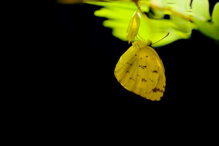 Common grass yellow butterfly, Eurema simulatrix, leaves the cocoon on black backgroundの写真素材