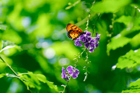 Orange butterfly on violet flowers, soft focussed on blurry green backgroundの写真素材