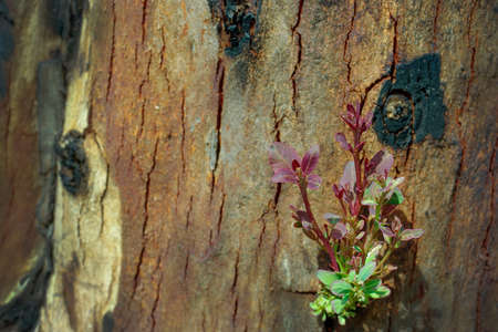 Tree grow on burnt stump background,  development and renewal as a business conceptの写真素材