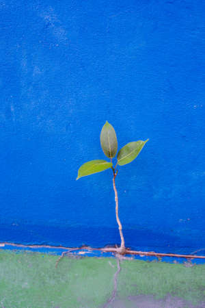 Green tree growth from blue concrete wall, persistence of survivalの写真素材