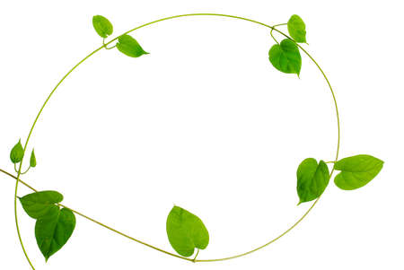Frame of heart-shaped green leaf vine on white backgroundの写真素材
