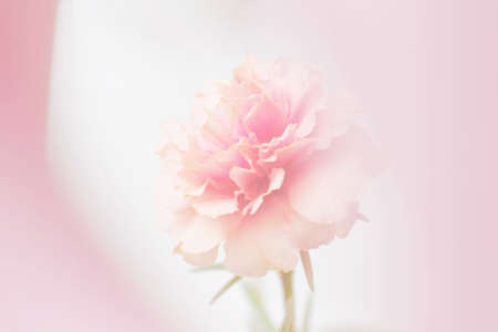 Sweet pink flower, common purslane, portulaca flowers, soft blurry backgroundの写真素材