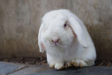 Naughty white rabbit with dirty nose, selective focusの写真素材