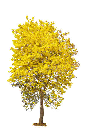 Yellow flower tree, golden trumpet, tabebuia, tree of gold, isolated on white backgroundの写真素材
